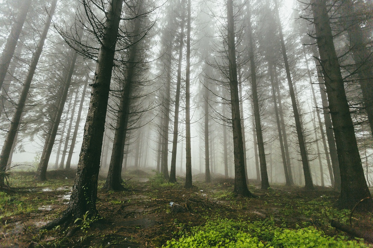 Reviving the Earth's Lungs: The Importance of Forest Conservation